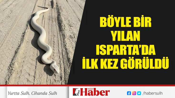 Böyle bir yılan Isparta’da ilk kez görüldü