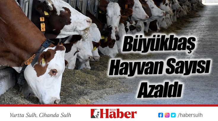 Büyükbaş Hayvan Sayısı Haziranda Azaldı