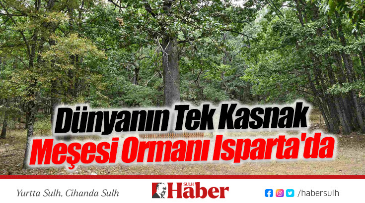 Dünyanın Tek Kasnak Meşesi Ormanı Isparta'da