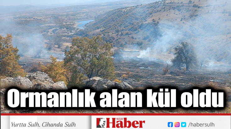 Ormanlık alan kül oldu