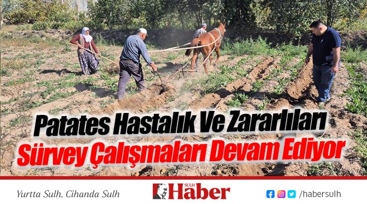 Patates Hastalık Ve Zararlıları Sürvey Çalışmaları Devam Ediyor