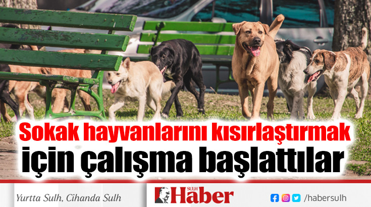 Sokak hayvanlarını kısırlaştırmak için çalışma başlattılar 