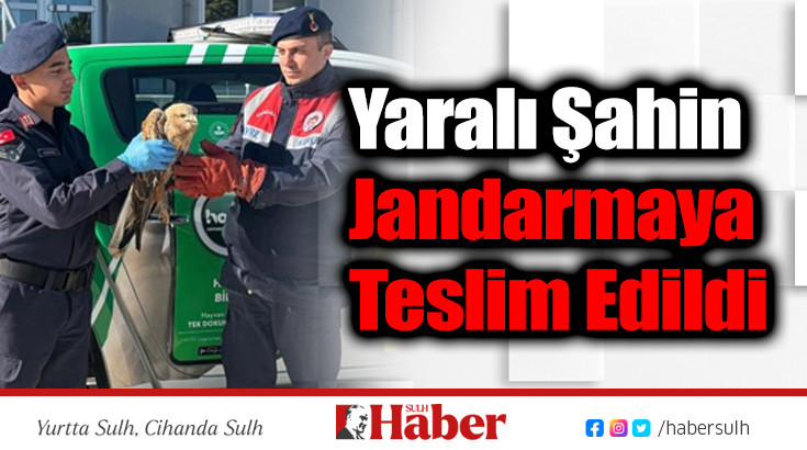 Yaralı Şahin Jandarmaya Teslim Edildi